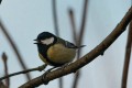 chante le printemps petite Mésange